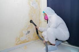 San Diego, TX Mold Prevention & Removal  Company